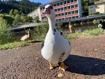 White duck