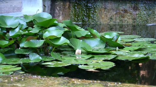 Close-up of lotus water lily in lake