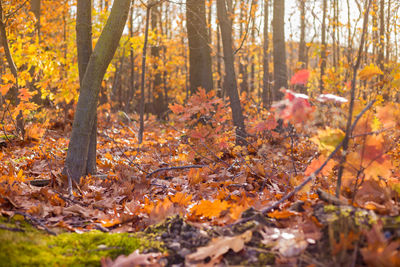 Autumn leaves on trees in forest