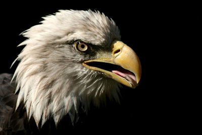 Close-up of eagle against black background