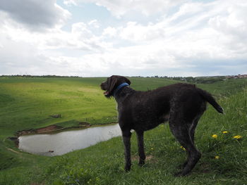 Black dog standing on field against sky