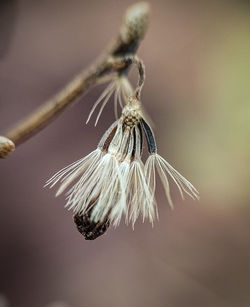 Close-up of wilted plant