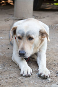Close-up of a dog resting on footpath