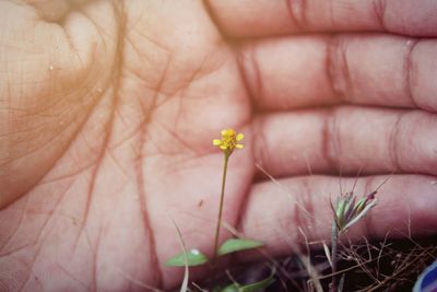 Close-up of a hand holding a flower