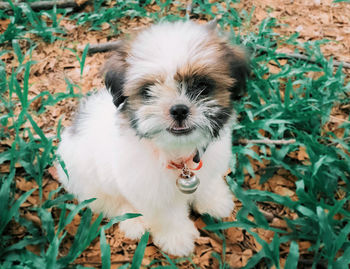 High angle portrait of a dog on field