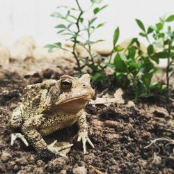 Close-up of lizard