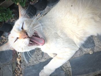 Close-up of cat yawning