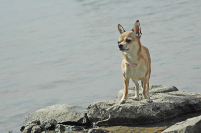 Dog looking away while standing on rock