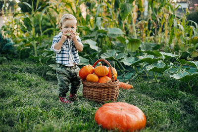 A little boy in a plaid shirt stands next to a basket of pumpkins and eats corn.. 