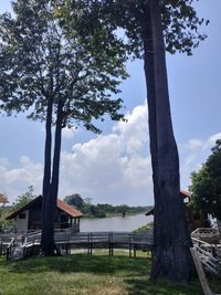 Trees on field against sky