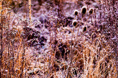 Close-up of purple flowers on field