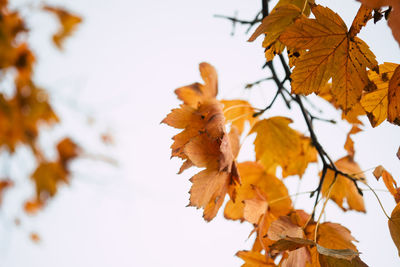 Close-up of yellow maple leaves against sky