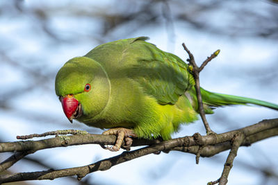 Close-up of parrot perching on branch