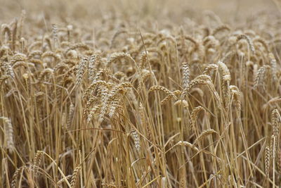 Close-up of ears of wheat  in field