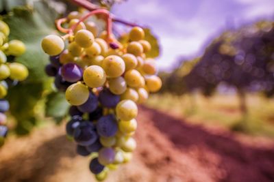 Close-up of grapes hanging in vineyard