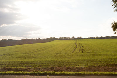 Scenic view of agricultural field against sky