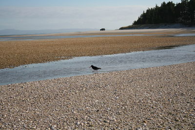 Bird on beach against sky