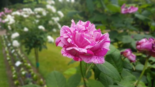 Close-up of pink rose flower