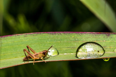 Close-up of insect on plant