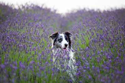 Dog standing in field