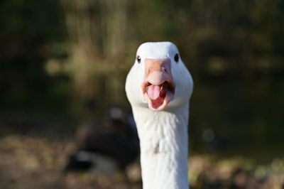 Close-up of a bird