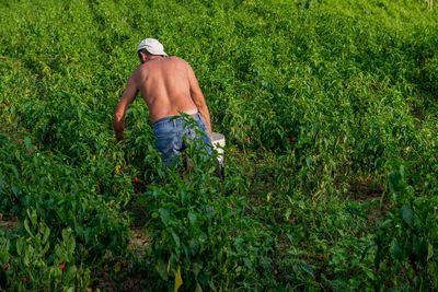 Rear view of man working in farm