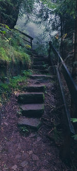 Footpath amidst trees in forest