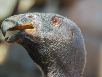 Close-up portrait of owl