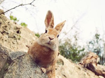 Close-up of rabbit on rock