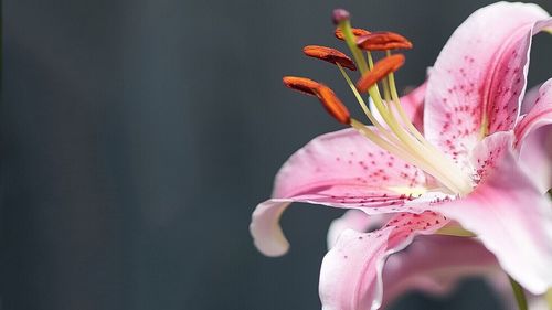 Close-up of pink flowers