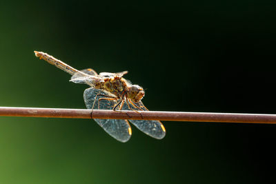 Close-up of spider