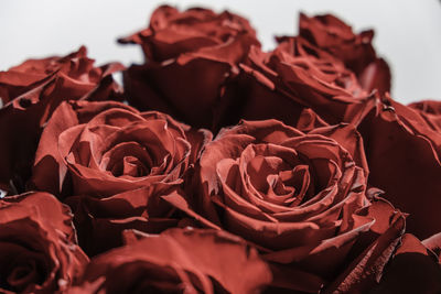 Close-up of roses