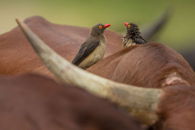 Close-up of birds perching on branch