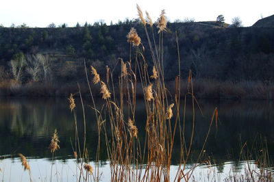 Close-up of grass against sky