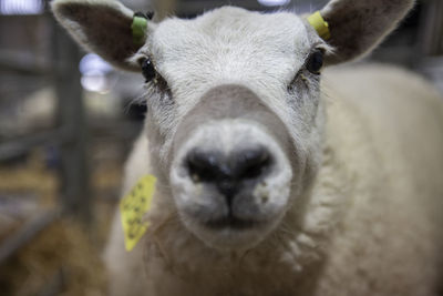 Animals at the royal welsh show. 