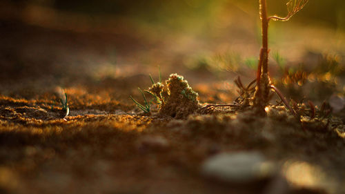 Close up of grass