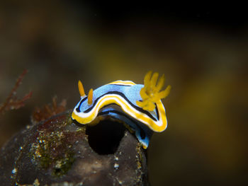 Close-up of yellow fish underwater
