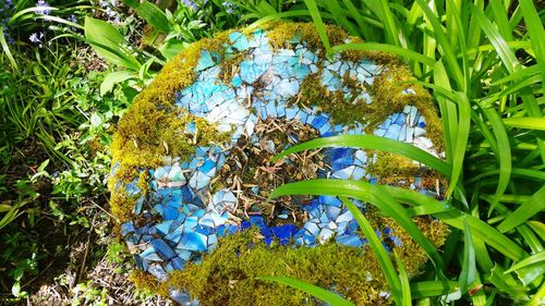 Close-up of blue flowering plant