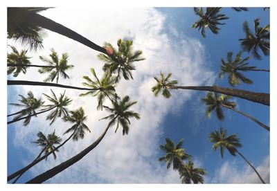 Close-up of palm tree against sky