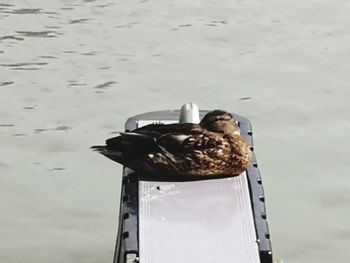 High angle view of seagulls on lake