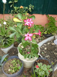 High angle view of potted plants