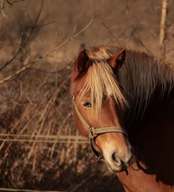 Close-up of horse standing on field