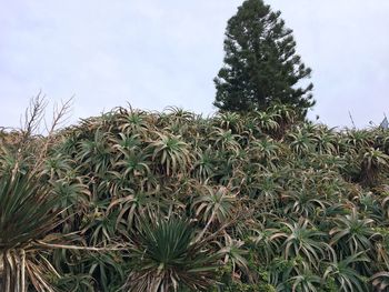 Close-up of succulent plant on field against sky