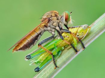 Close-up of insect perching on leaf