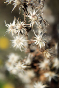 Close-up of wilted plant