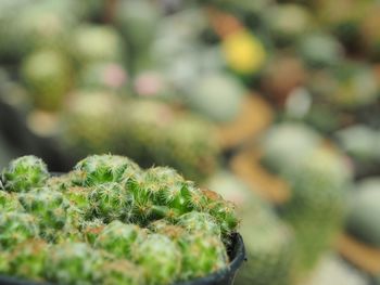 Close-up of lichen on moss