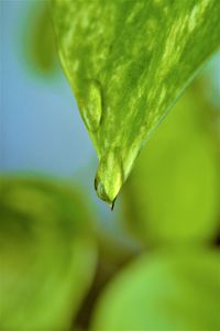 Close-up of water drops on leaf