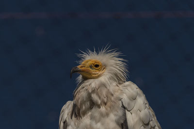 Close-up of an eagle