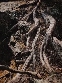 Aerial view of driftwood in forest