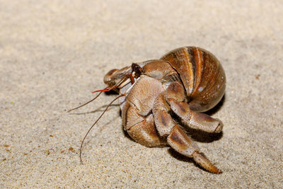 Close-up of crab on beach